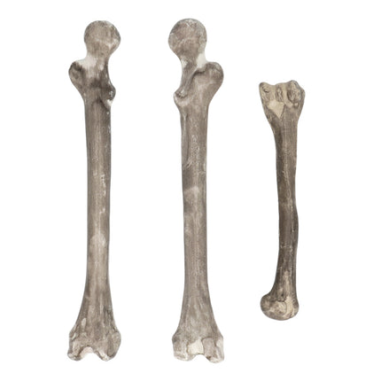 Boland Set 6 Schedel & beenderen