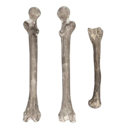 Boland Set 6 Schedel & beenderen