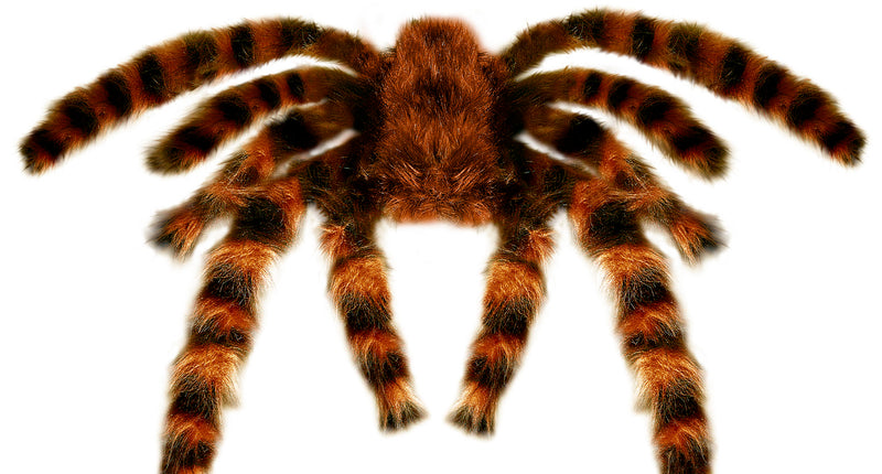 e-carnavalskleding-SYK Nep Tarantula spin met haren 65cm