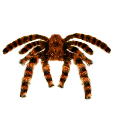 e-carnavalskleding-SYK Nep Tarantula spin met haren 65cm