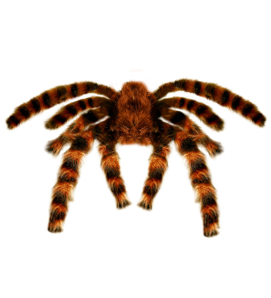 e-carnavalskleding-SYK Nep Tarantula spin met haren 65cm