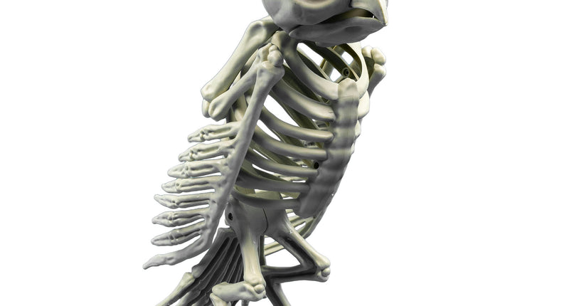e-carnavalskleding-SYK Skelet uil decoratief Halloween