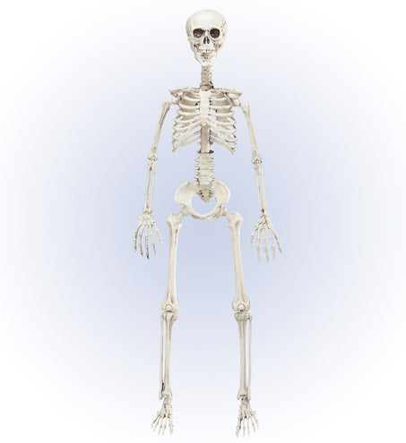 e-carnavalskleding-SYK Vorm baar skelet Halloween