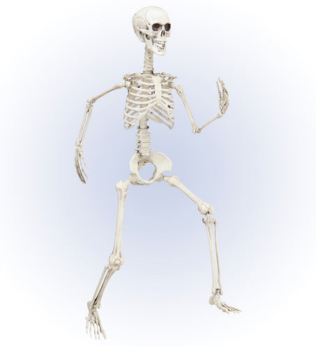 e-carnavalskleding-SYK Vorm baar skelet Halloween