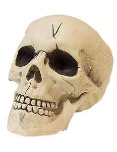 E-Carnavalskleding.nl Pvc schedel met beweegbare kaak 21cm kostuum Julia