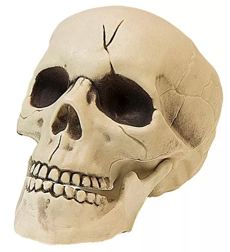 E-Carnavalskleding.nl Pvc schedel met beweegbare kaak 21cm kostuum Julia