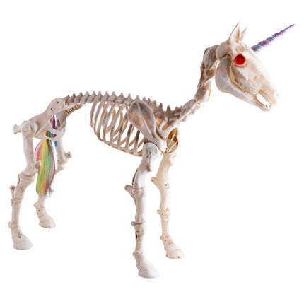 Eenhoorn skelet staand, botkleurig paardenskelet met paarse hoorn, rode oogkas en regenboogstaart voor Halloween