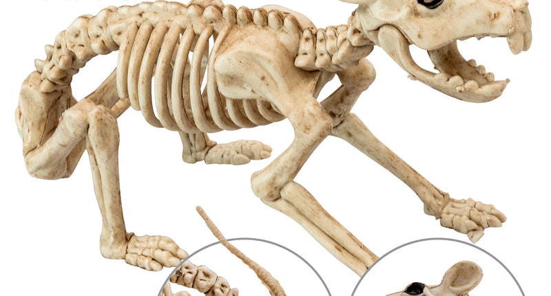 Ratten skelet van 40 cm met opengesperde muil, draaibare kop en buigbare staart