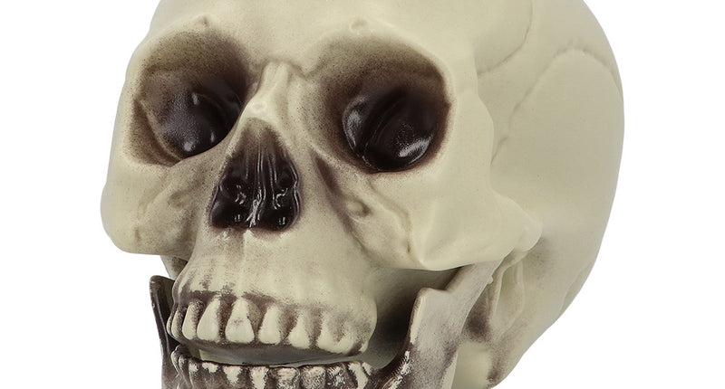Schedel Whisperbone in crème met open onderkaak en bruin verweerde oogkassen, Halloween decoratie
