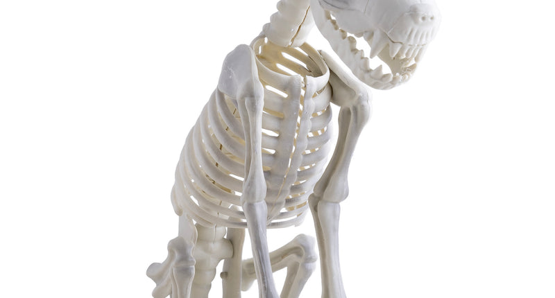 Skelet van hond in botwit, zittend met kop schuin en open bek, Halloween decoratie