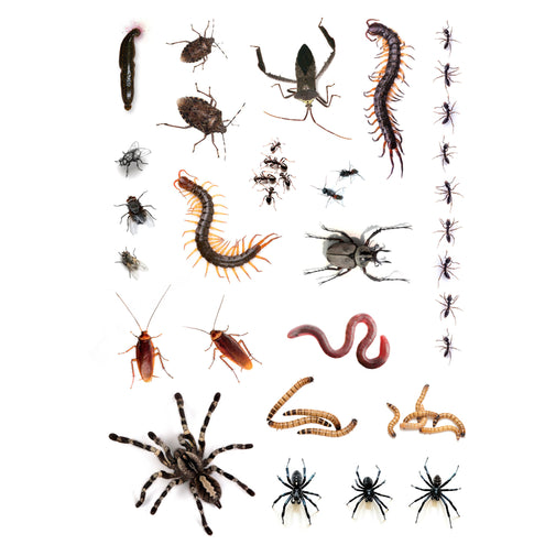 Vel tattoos dieren van 21 x 14,8 cm met spinnen, kakkerlakken, mieren, duizendpoten en wormen