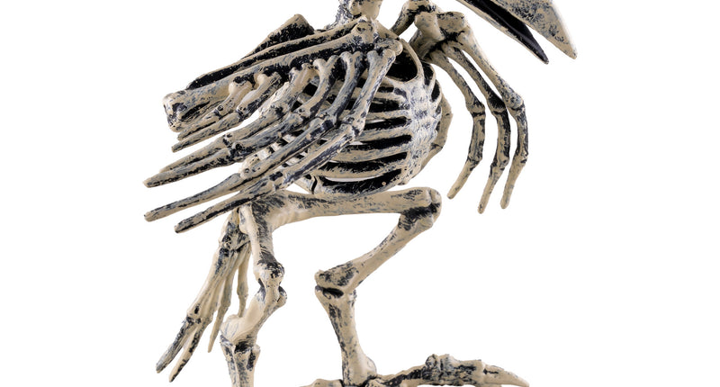 Vogelskelet 20 cm van pvc in zijaanzicht met grote snavel en ribbenkast, Halloween decoratie