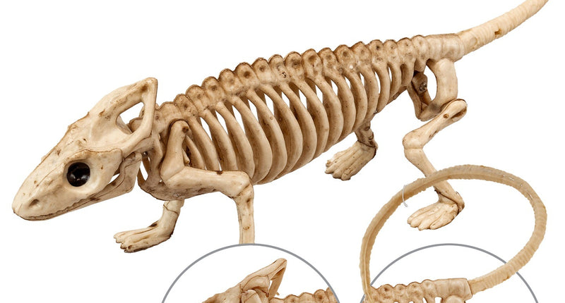 Widmann SRL Leguaan skelet