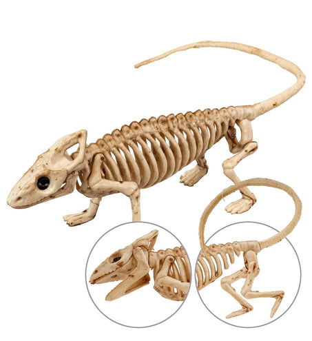 Widmann SRL Leguaan skelet
