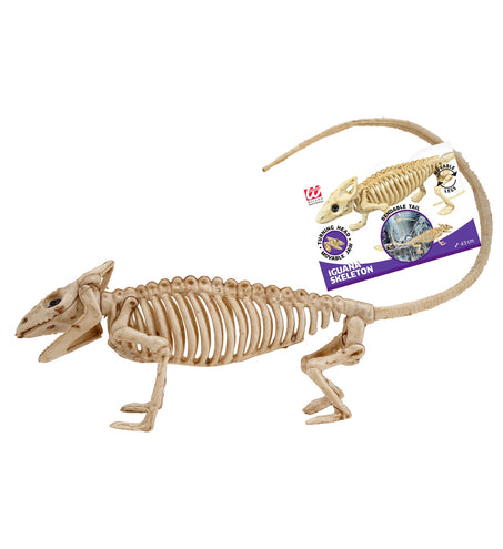 Widmann SRL Leguaan skelet