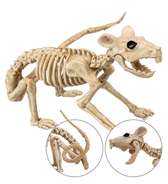 Widmann SRL Ratten skelet