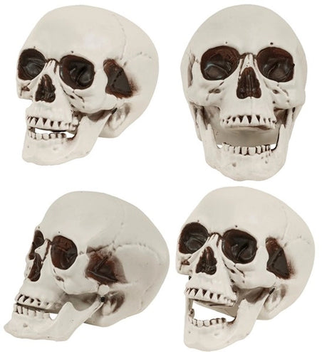 Widmann SRL Schedel met beweegbare kaak 28cm Evi