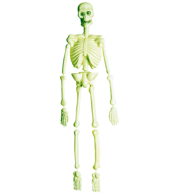 Widmann SRL Skelet hangend glow in the dark