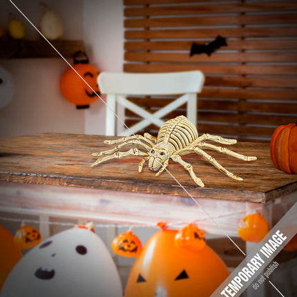 Widmann SRL Spinnen skelet