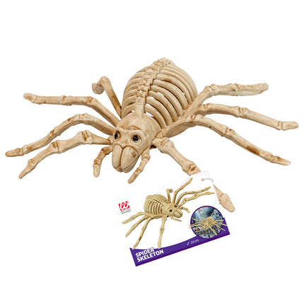 Widmann SRL Spinnen skelet