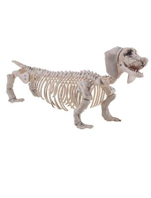 Skelet teckel hond van PVC in botkleur, staand hondenskelet als Halloween decoratie